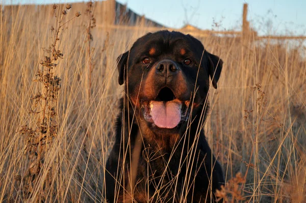 Büyük siyah bir Rottweiler köpeğinin portresi