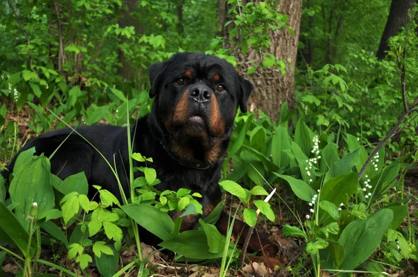 Büyük siyah bir Rottweiler köpeğinin portresi