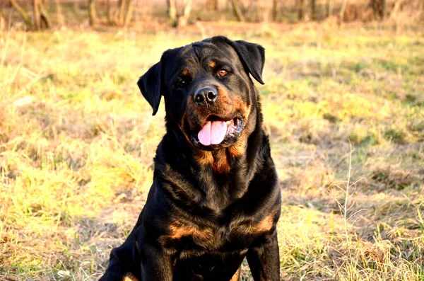 Büyük siyah bir Rottweiler köpeğinin portresi