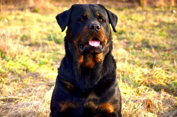 大きな黒いロトウィラー犬の肖像画 — ストック写真