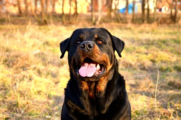Büyük siyah bir Rottweiler köpeğinin portresi