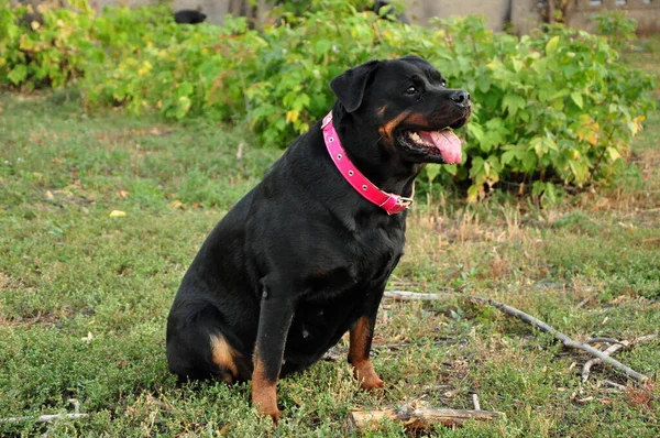 Büyük siyah bir Rottweiler köpeğinin portresi