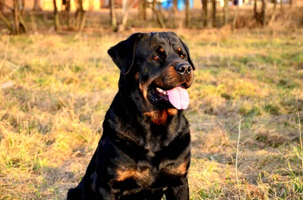 Büyük siyah bir Rottweiler köpeğinin portresi