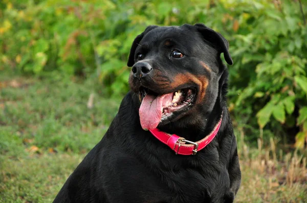 Büyük siyah bir Rottweiler köpeğinin portresi