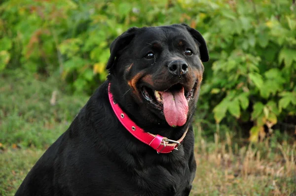 大型黑色Rottweiler犬的肖像 — 图库照片