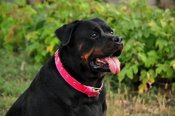 大きな黒いロトウィラー犬の肖像画 — ストック写真