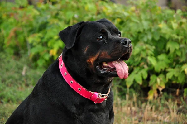 Büyük siyah bir Rottweiler köpeğinin portresi