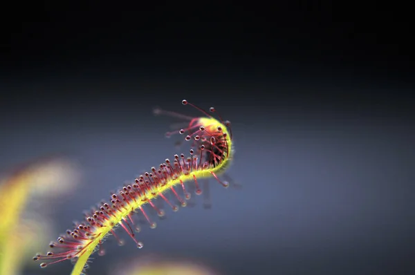 在黑色背景上的掠夺性开花植物 — 图库照片#