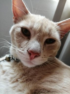 Kedi yavrusu yumuşak bir bakışla gözlemlenir..