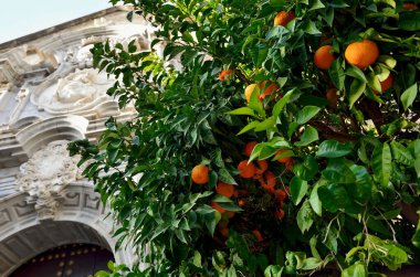 İspanya 'nın Sevilla kentindeki katedralin karşısındaki olgun meyveli portakal ağacı ya da mandalina ağacına yakından bakın..