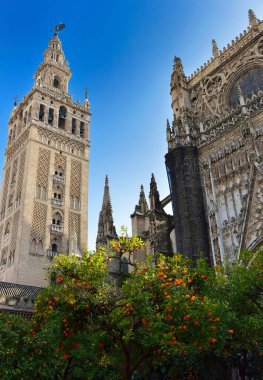 Seville Katedrali 'nin yakın plan görüntüsü: Seville Katedrali, Sevilla Katedrali, Giralda Kulesi ve portakal ağaçları ya da mavi gökyüzü arka planında mandalina ağaçları, Seville, İspanya.