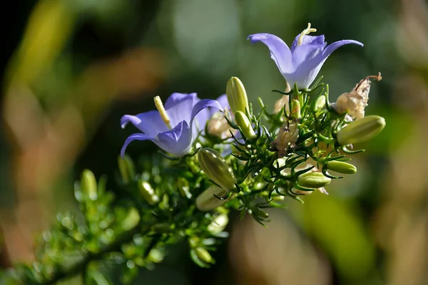 Close View Purple Blooming Blossoming Bell Flower Campanula Rotundifolia Bluebell — Stock Photo, Image
