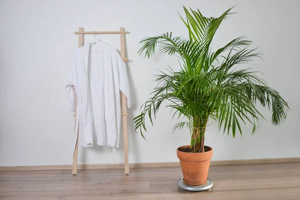 Close-up view of a palm tree in brown pot with a white bathrobe hanging on rack indoors on a white wall background. Potted decorative palm and robe. Relax, exotic travel or vacation concept.
