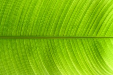 Parlak yeşil yaprak deseni. Yeşil yaprağın arkaplan deseni.