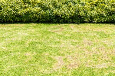 Güneşli bir günde yeşil çimlerin arka planı