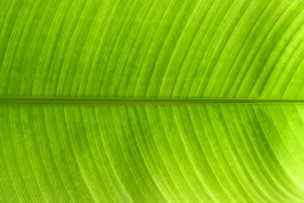 明るい緑の葉のパターン 緑の葉の背景パターン — ストック写真
