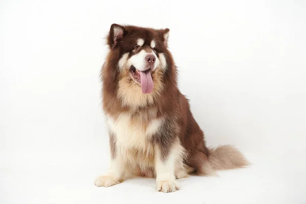 Alaskan Malamute Chien Sur Fond Blanc — Photo