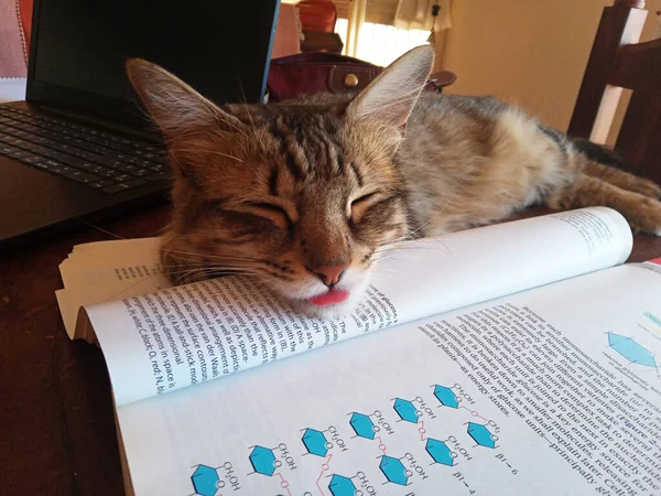 超可愛い子猫が科学書の上で寝て 科学の本を勉強すると — ストック写真