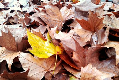 Colorful Autumn leaves on the sidewalk. clipart