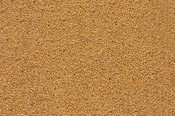 Texture Background Mustard Grains Orange Yellow Colors — Stock Photo, Image