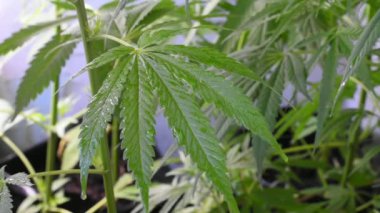 Güneşin aydınlattığı ıslak marihuana yaprağının görüntüsü hafif bir meltem esintisinde hareket ediyor.