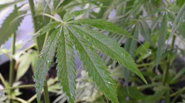 Güneşin aydınlattığı ıslak marihuana yaprağının görüntüsü hafif bir meltem esintisinde hareket ediyor.