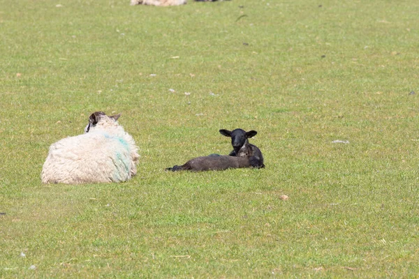 Recém Nascido Cordeiro Primavera Campo Shropshire Reino Unido Dia Ensolarado — Fotografia de Stock