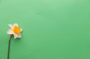 Nergisler düz bir şekilde yeşil desenli kağıda serilmiş, metin için negatif alanı olan.