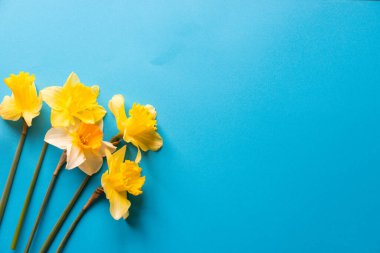 Nergisler düz bir şekilde mavi desenli kağıda serilmiş, metin için negatif alanı olan.