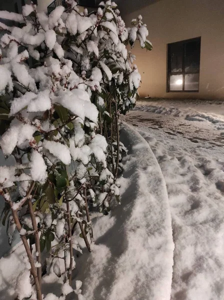 雪の植物の概念や雪の植物の背景 — ストック写真