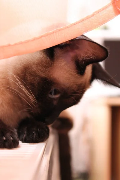Siamese Cat Lies Radiator Curtain Stares Floor — Stock Photo, Image