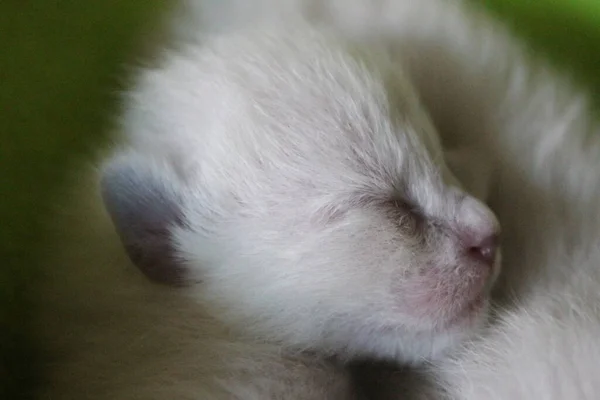 Piccolo Gatto Siamese Appena Nato Macro Immagini — Foto Stock