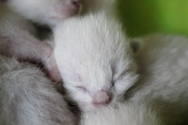 Neonato Siamese Cat Macro Colpo Testa Bambino Siamese Dorme Una — Foto Stock