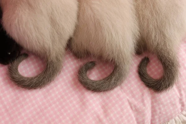 Cute little kitten. Little cat tails. Siamese kitten.