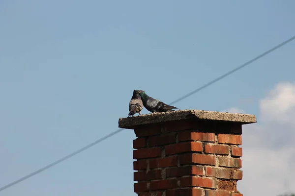 Una Paloma Enamorada Una Chimenea Ladrillo Rojo Cielo Azul Como — Foto de Stock