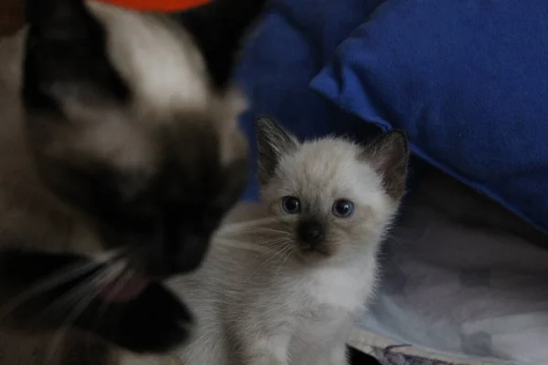 Милая Кошка Голубыми Глазами Мамой Сиамская Кошка Ребёнок — стоковое фото