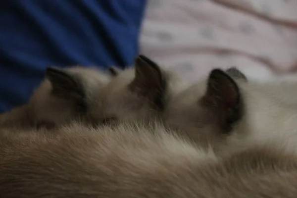 Three Little Siamese Kitten Three Kittens Sitting Mother Only Ears — ストック写真