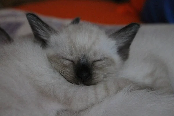 Сіамське Немовля Спить Руках Іншого Кошеня — стокове фото