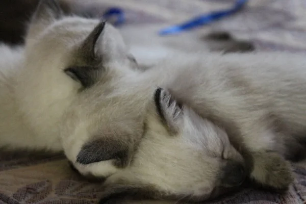 Tre Gattini Siamesi Dormono Sul Letto — Foto Stock