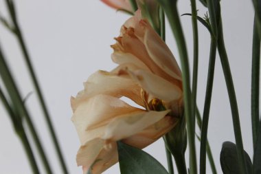 Beyaz arka planda güzel pembe çiçek.