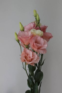 Hassas pembe ve beyaz çiçekler, makro çekim. Çiçek desenli çayır Gentian. Beyaz arkaplan.