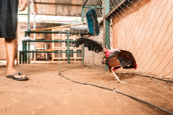 Fighting cock fighting arena in a rural area of Leon Nicaragua. Traditional betting sport where animals fight to the death.