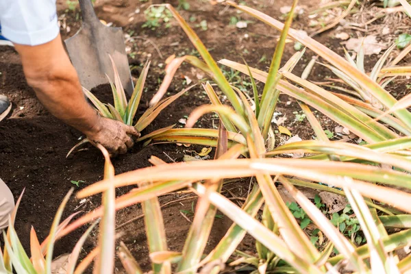 Detailní Záběr Ruku Rolníka Sklízejícího Ananas Zemi Pomocí Lopaty Masaya — Stock fotografie