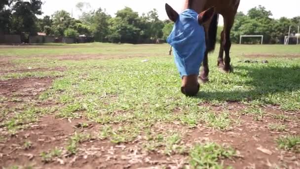 Kreolhäst Betar Äng Nicaragua Djuret Ögonbindel Och Föds Upp För — Stockvideo