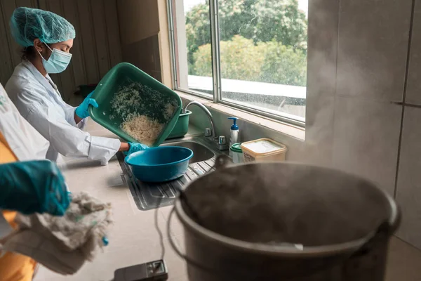 Koruyucu ekipmana sahip Latin kadın bilim adamları, Nikaragua, Orta Amerika ve Latin Amerika 'daki bitki üretiminde zararlılarla savaşmak için trichoderma tipi mantarlar geliştirdiler..