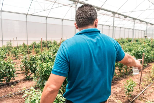 Latin çiftçi sıcak ve çevre kontrollü seranın içindeki tatlı biber ekinlerini kontrol ediyor.