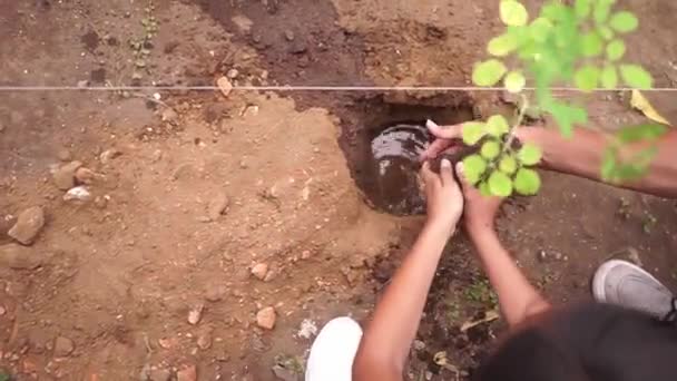 Vista Superior Adolescente Latino Plantando Uma Árvore Buraco Com Água — Vídeo de Stock