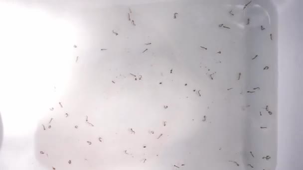 医療サンプルとしてのプラスチックトレイでのデング熱水泳のアテネの蚊幼虫送信機 — ストック動画