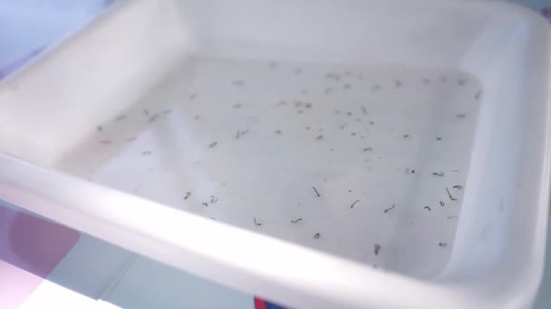 Bricka Med Aedes Aegypti Myggor Larver Som Överför Sjukdomar Som — Stockvideo