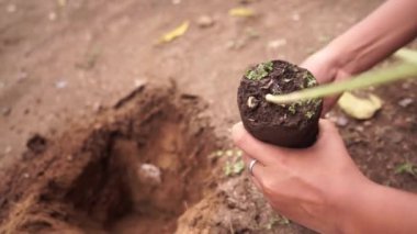Genç Latin halkı yeniden ağaçlandırıyor. Elinde bir ağaç var ve onu Leon Nikaragua 'da bir deliğe dikiyor..